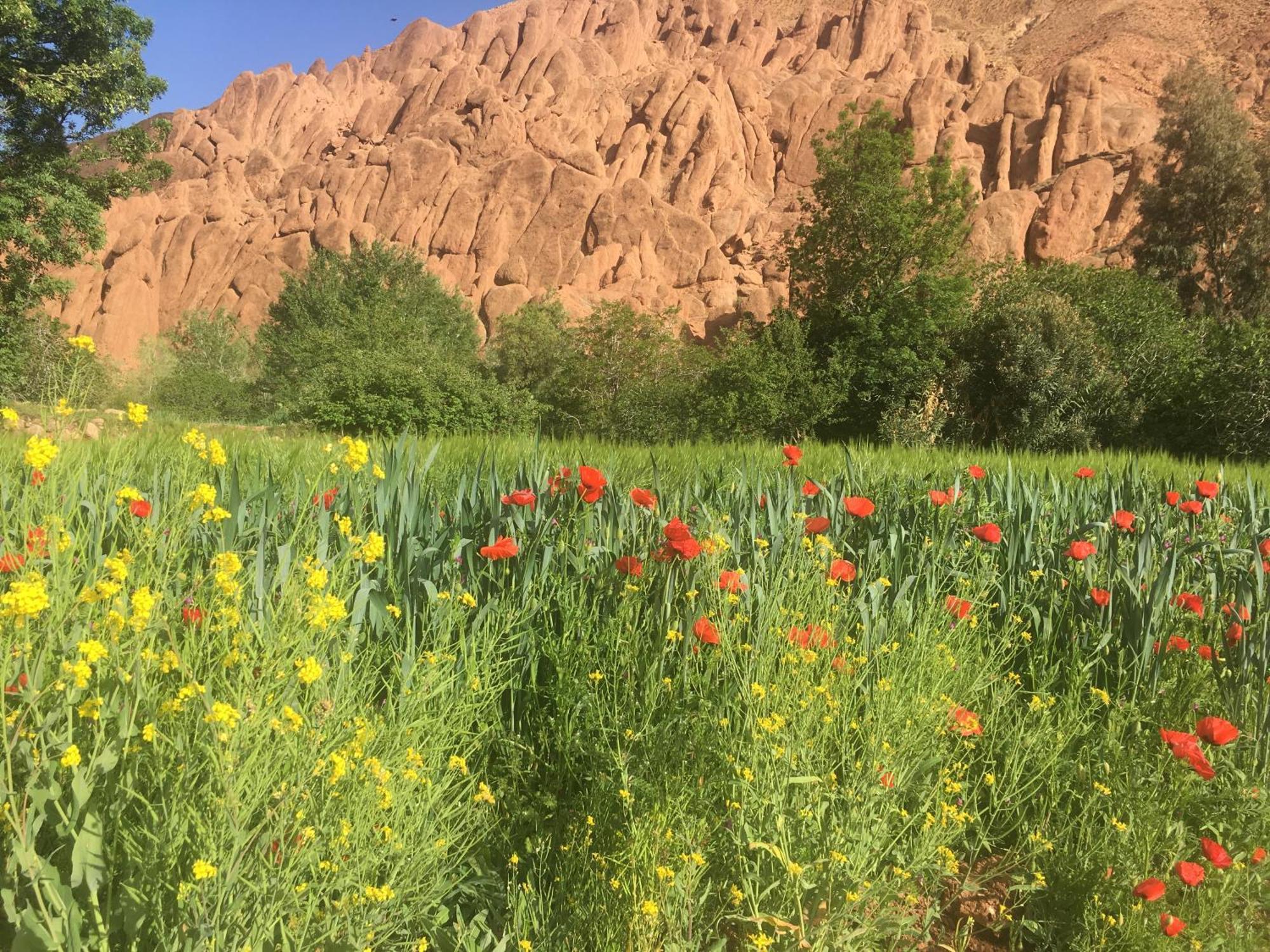 Tafsut Dades Guesthouse Stay With Locals Tamellalt  ภายนอก รูปภาพ